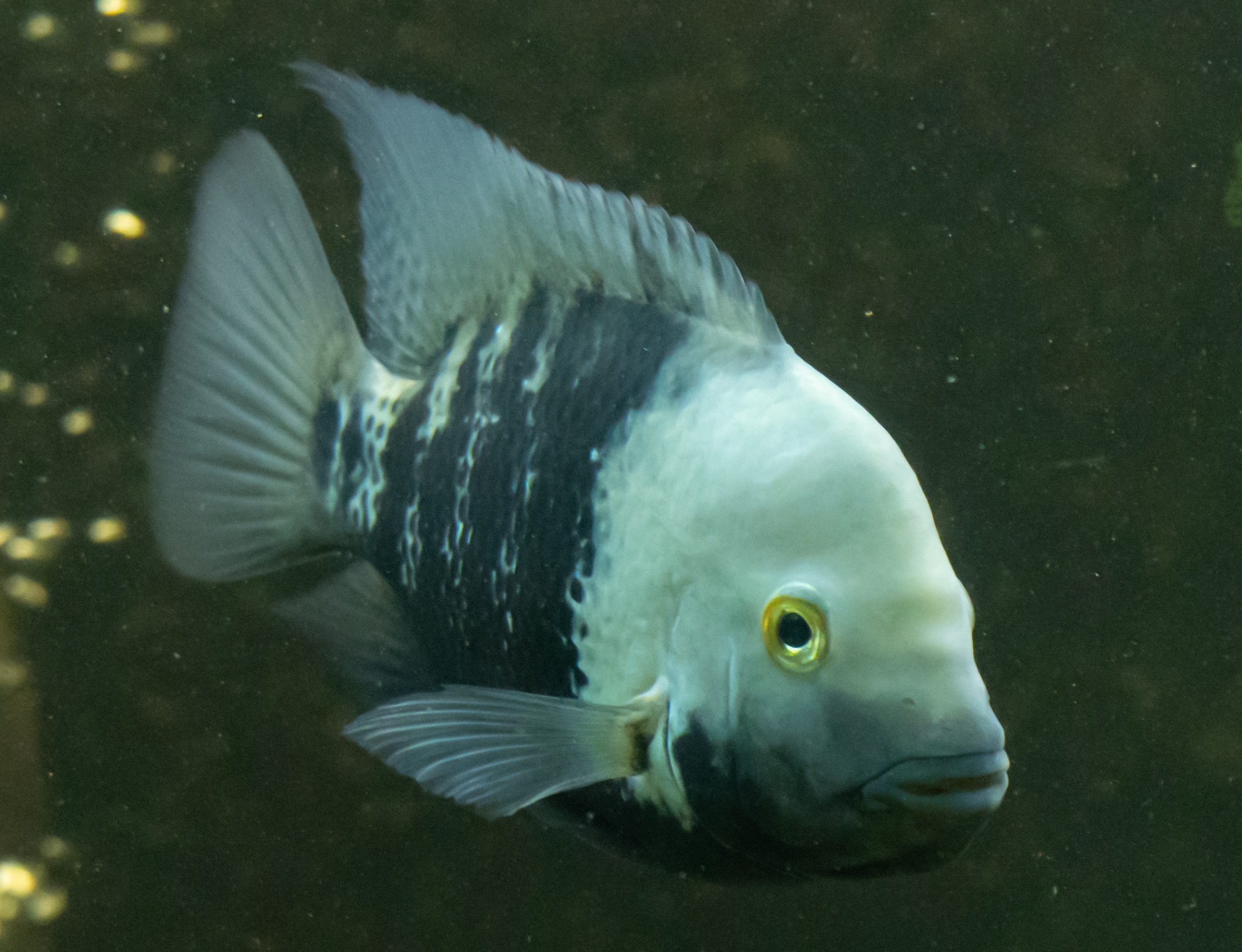 Hắc Hầu bố đang giữ con