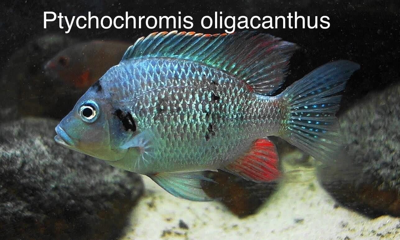 Cá Madagascar lần đầu sinh sản ở Việt Nam