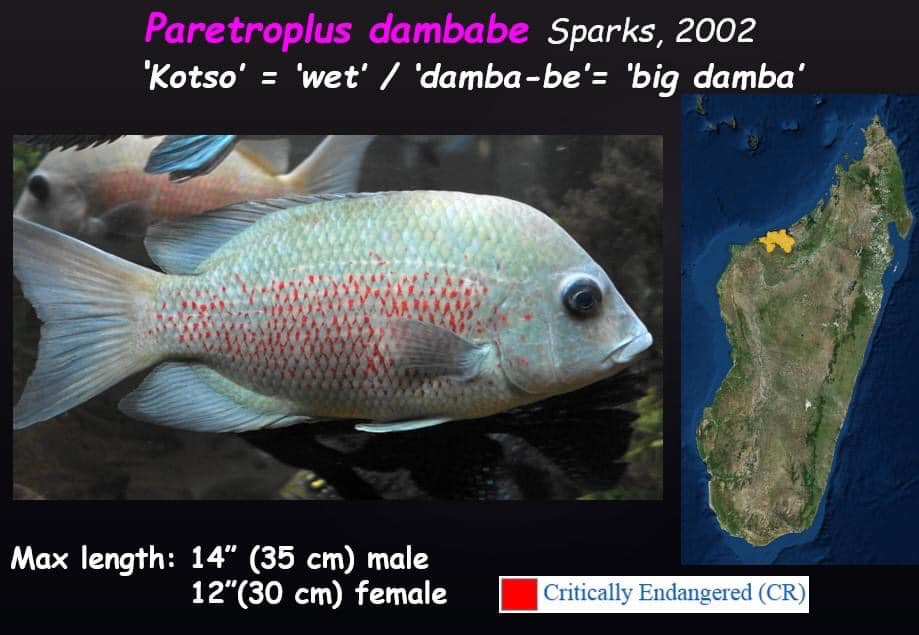 Những con cá biết bay 14.500 km
