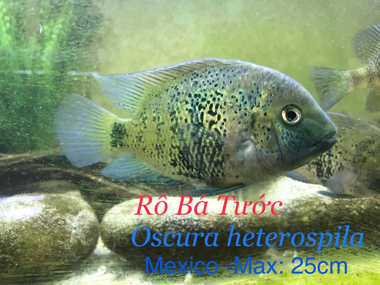 Sắc xanh của Rô Bá Tước