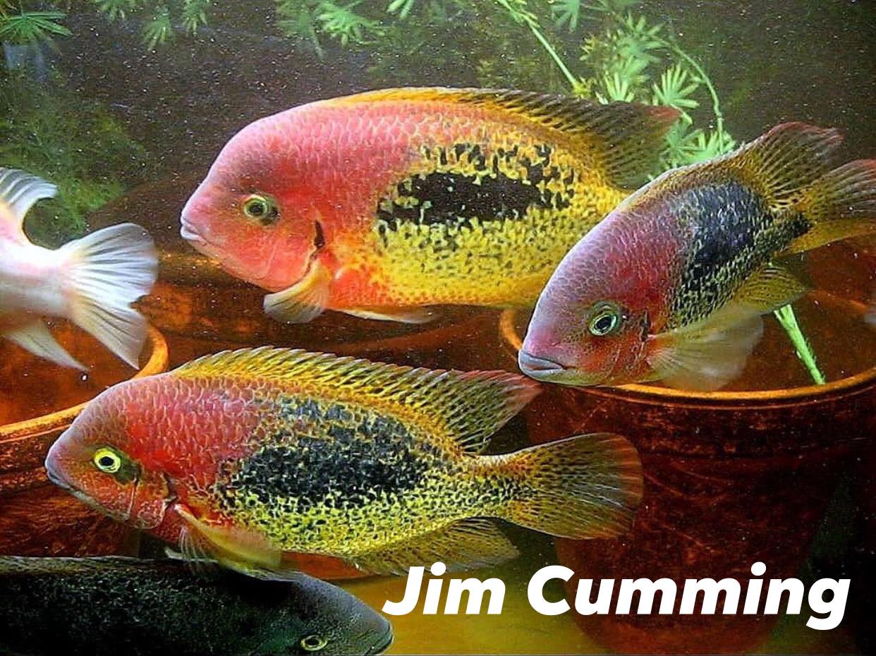 Vieja bifasciatus giữ ổ trứng