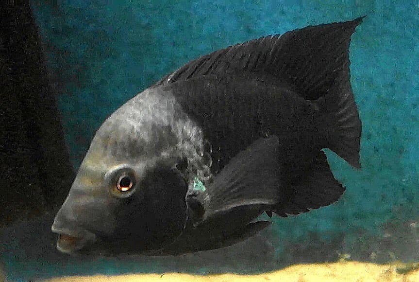 Hắc Hầu đẻ lần thứ 3 trong 30 ngày