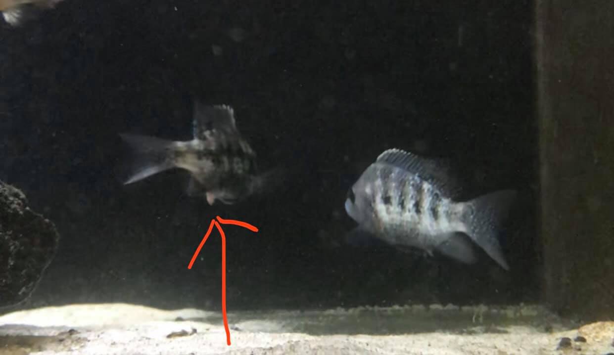 Hành vi sinh sản của cá Điệp Lệ