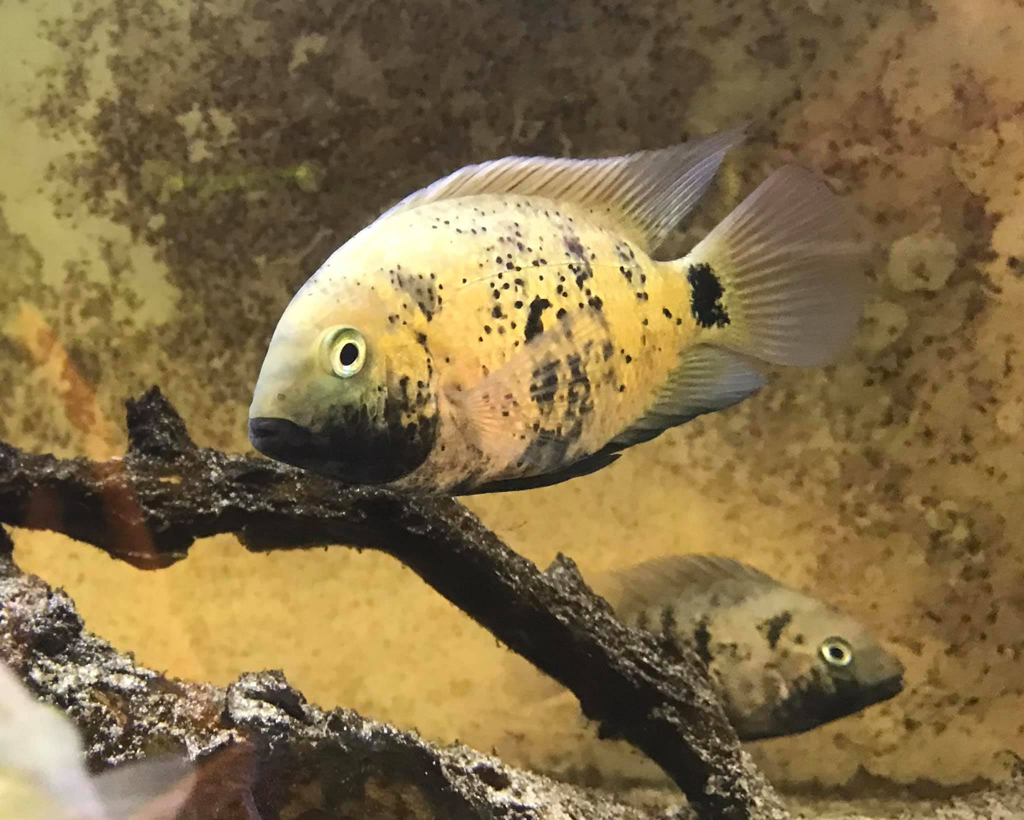 Cá con Montecristo vừa mới nở