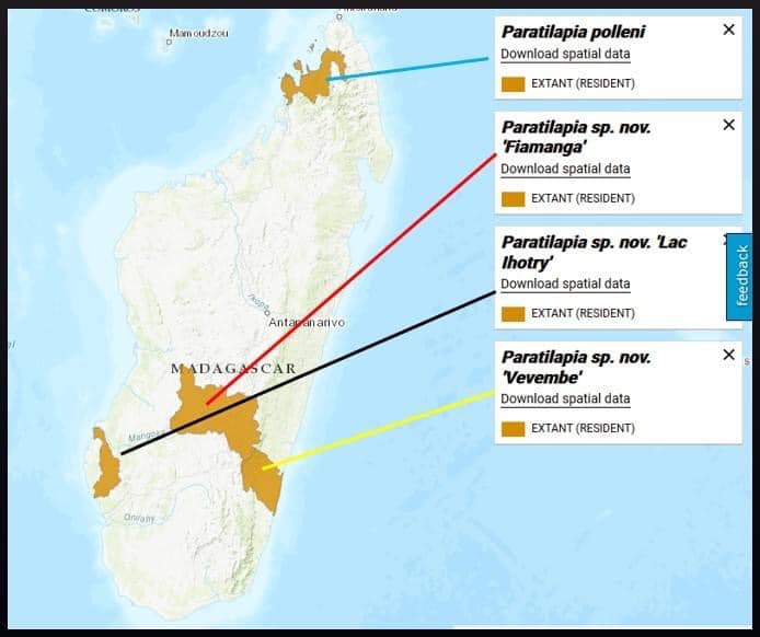 Kim Cương Đen — Paratipalia polleni