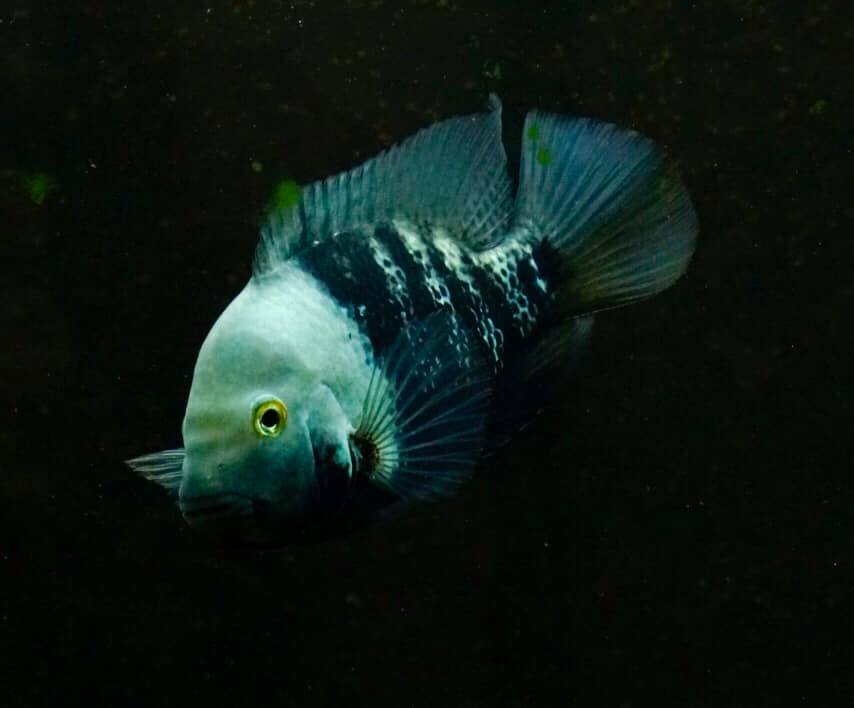 Hắc Hầu — đẹp không cần son phấn