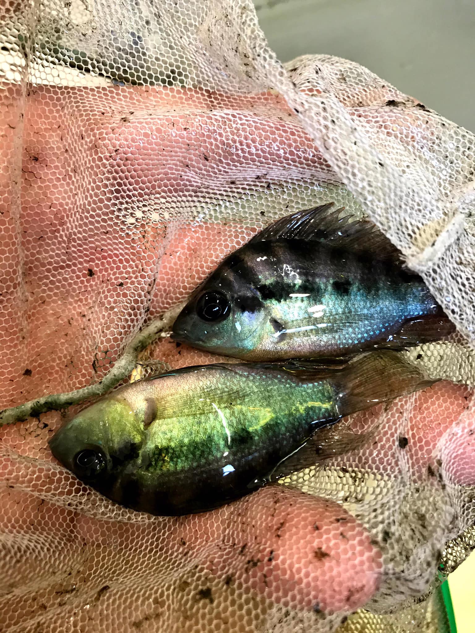 Trứng Red Breast cichlid đã nở