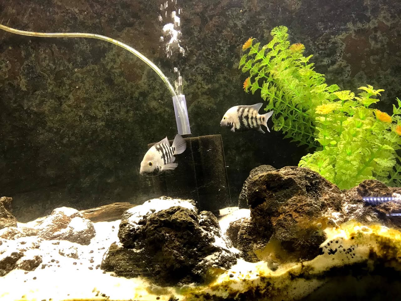 Hắc Hầu — đặc tính hiền lành và mặt trái khi sinh sản