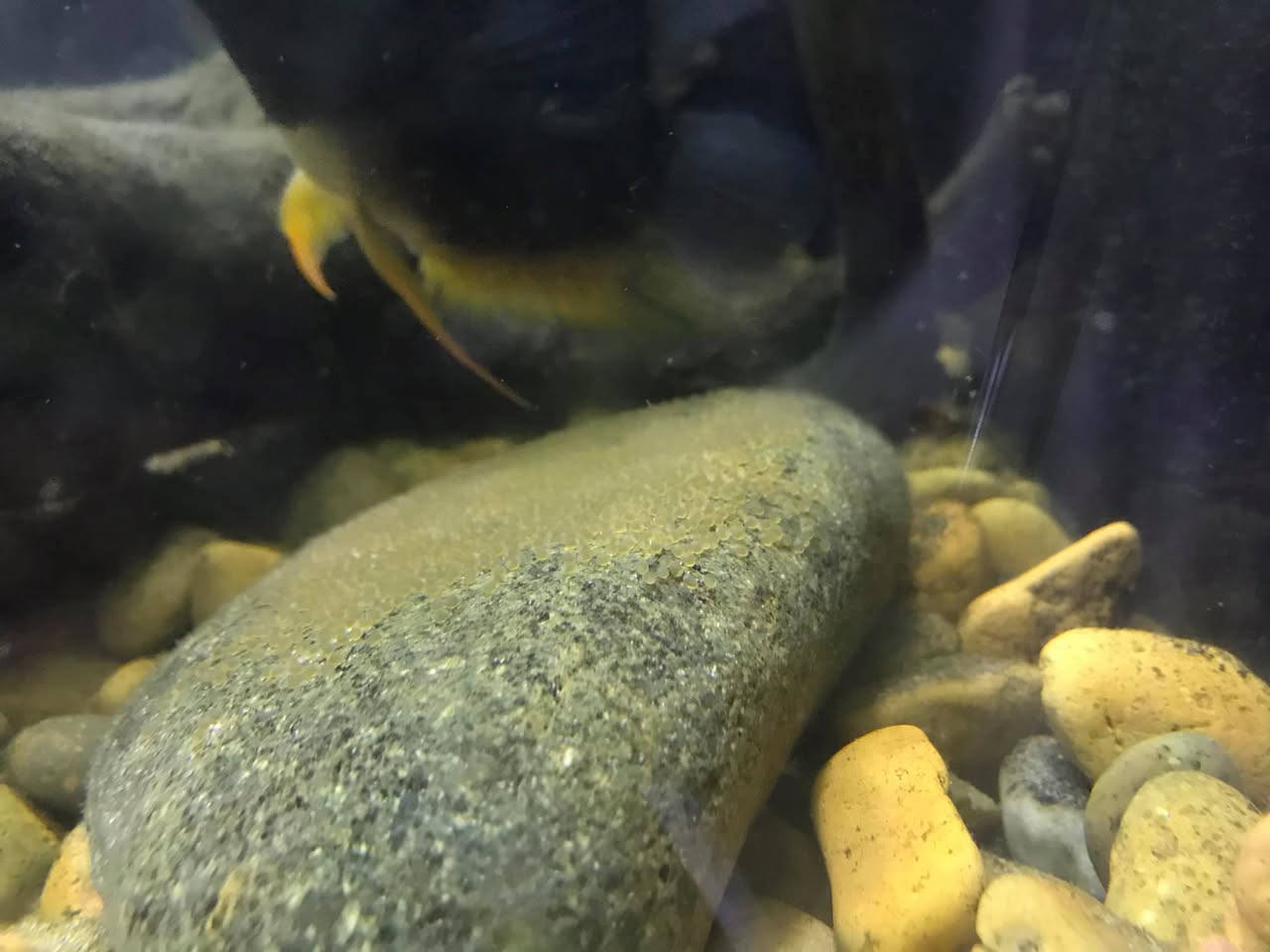 Gắn kết cặp ở Cichlids